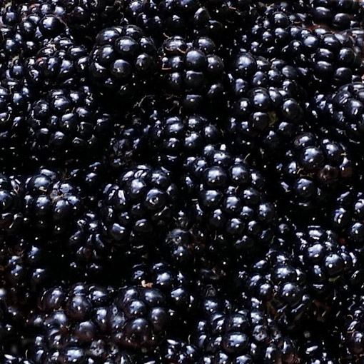 Blackberries-Mexico
