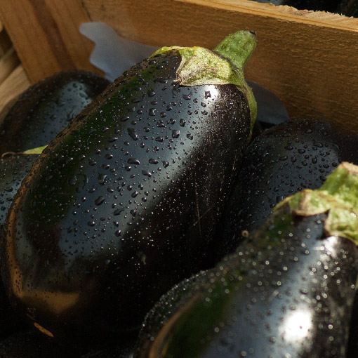 Eggplant