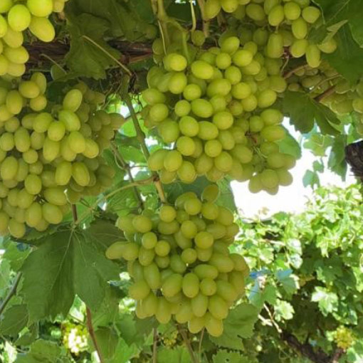Green Grapes On The Vine