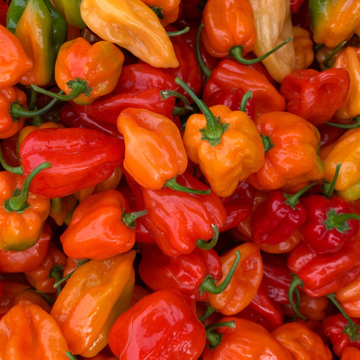 Habanero_Pepper