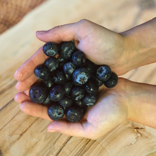 Hand-Full-Of-Blueberries-Mexico