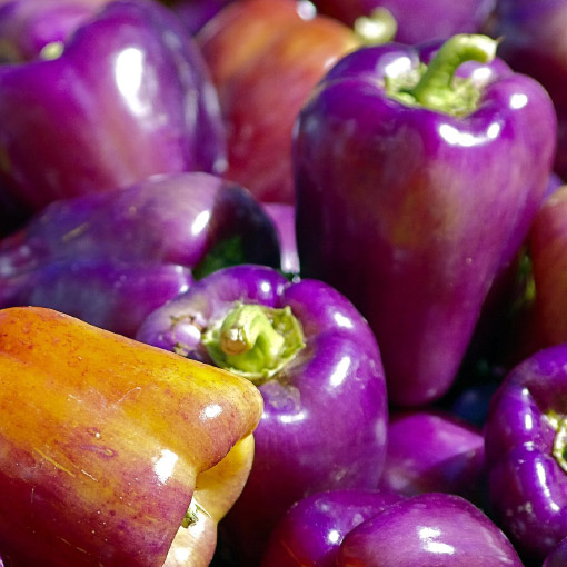 Purple Peppers