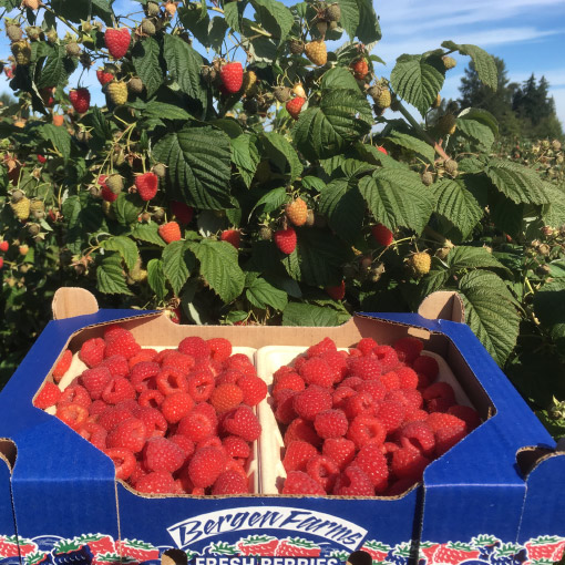 Raspberries-Canada