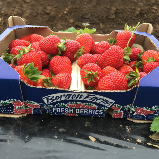 Strawberries-Bergen-Farms