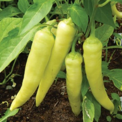 Sweet-Banana-Peppers-On-Vine