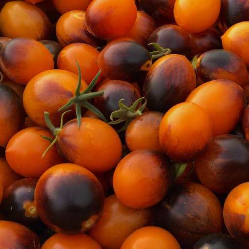 Tiger Tomatoes