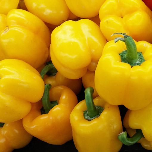 Yellow-Bell-Peppers